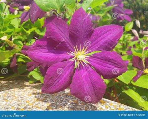 Close Up Of Clematis Viticella Flower Stock Photo Image Of