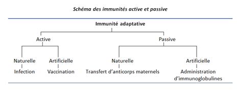 immunité adaptative humorale