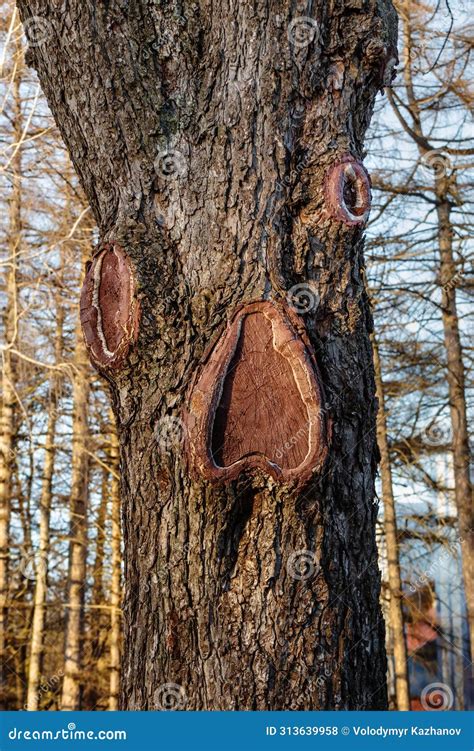 Face with Eyes and Mouth on a Tree - Pareidolia is a Type of Apophenia ...