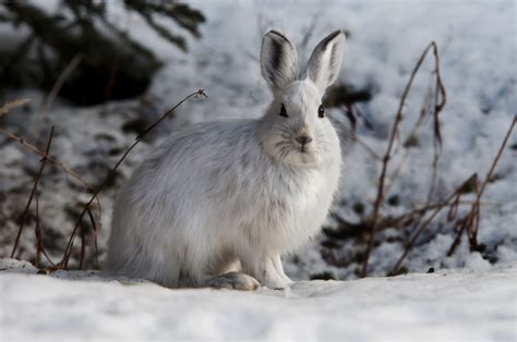 Free Images Nature Snow Winter White Night Looking Wildlife