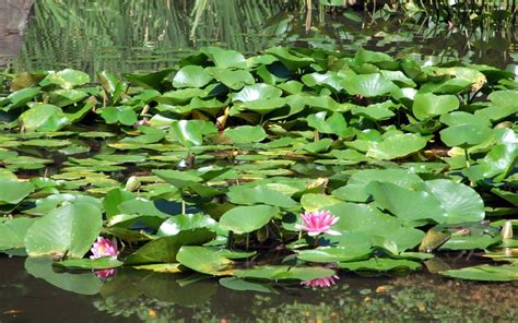 Water Japan Flowers Lily Pads Water Lilies Wallpapers Hd