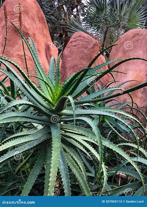 Green Octopus Aloe Desert Plant Stock Image Image Of Beautiful Green