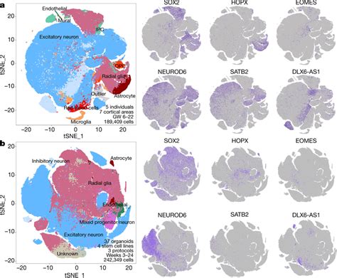 Cell Types In Cortical Primary And Organoid Samples A Single Cell