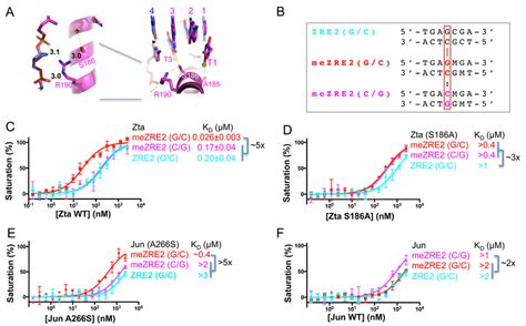 Difference Between Jun And Zta In Binding Central Gc Base Pair A