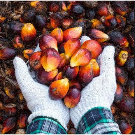 Penuaian Penggredan Dan Pengesanan Tandan Buah Segar Tbs Akan