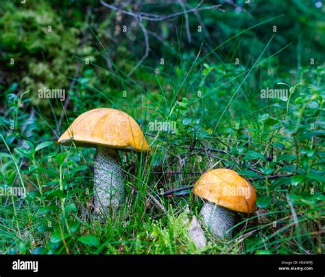 Mushroom Leccinum Aurantiacum Red Capped Scaber Stalk Stock Photo