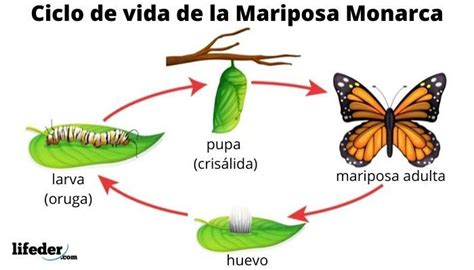 Ciclo de vida de la mariposa: fases y características (con imágenes) | Ciclo de vida de la ...