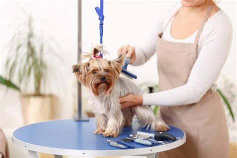 5 DIY Dog Grooming Tables You Can Build Today (With Pictures) | Hepper