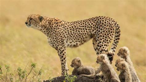 Bing image: Cheetah and her cubs - Bing Wallpaper Gallery