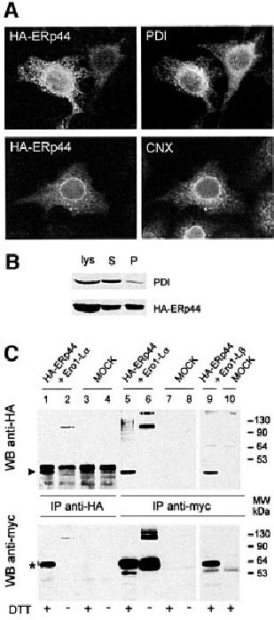 Erp Is A Soluble Er Resident Protein Forming Mixed Disuldes With