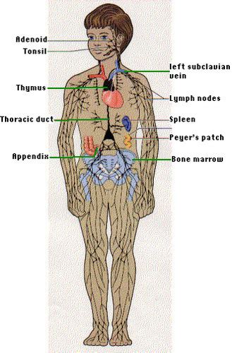 Human Body Systems Flashcards Quizlet