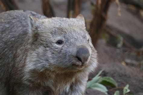 World Wombat Day 2021 - Wildlife Around the World