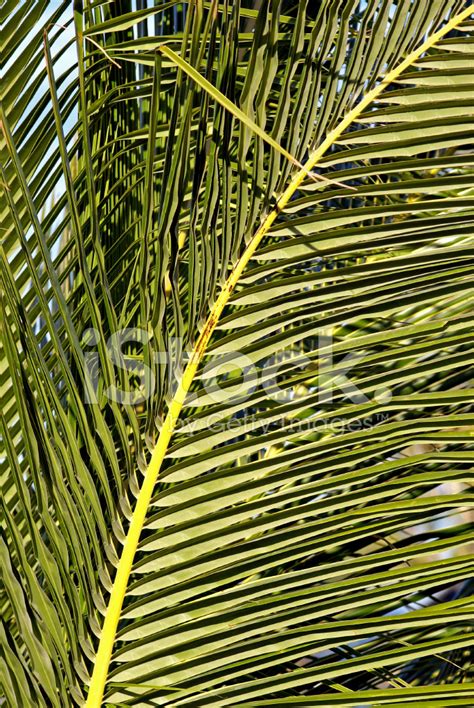 Palm Fronds Stock Photo | Royalty-Free | FreeImages