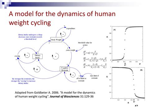 Ppt Building A System Dynamics Model Of Body Weight Regulation And