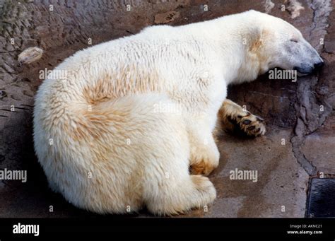 Polar Bear Stock Photo Alamy