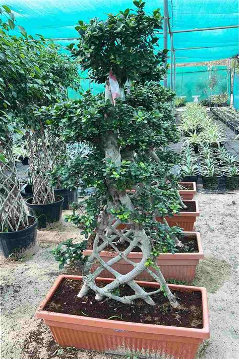 Buy Ficus Retusa Net Shape Plantshop Me Uae