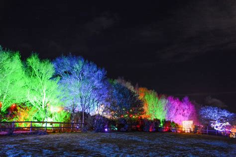 Christmas Lights And Reindeer Experience Nutley Farm