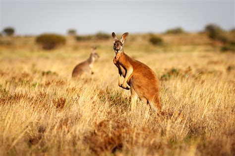 Australian Animals Pictures | Download Free Images on Unsplash