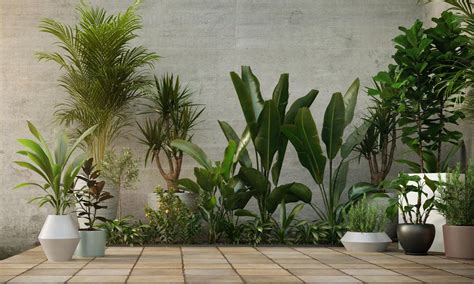 Plantas De Interior Que Crecen Muy Bien En Espacios Con Poca Luz Foto