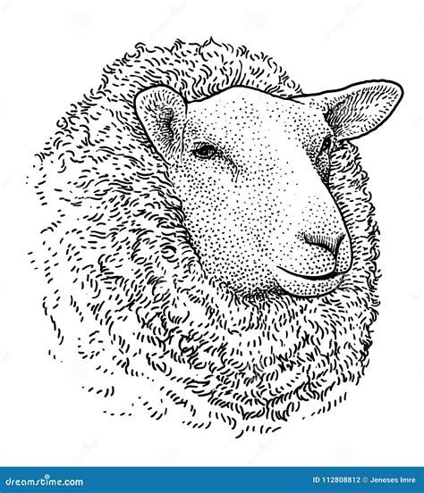 Sheep Head Portrait Illustration Drawing Engraving Ink Line Art