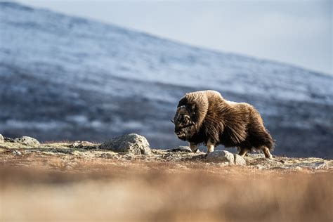 Fotoreise Norwegens Wilde Tierwelt Moschusochsen Im Dovrefjell ARR