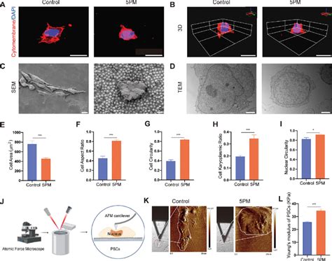 Morphological And Mechanical Characterization Of Cells A