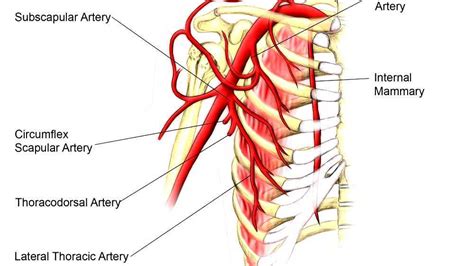 Thoracoacromial artery