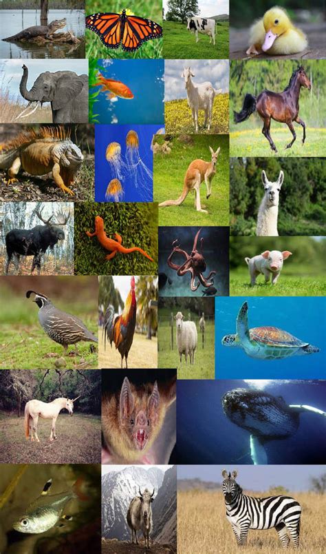animal alphabet  monkyjack  deviantart
