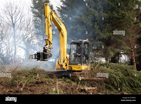 Tree Felling And Clearing In Small Woodland Stock Photo Alamy