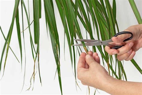 When And How To Prune Dracaena Gardeners Path