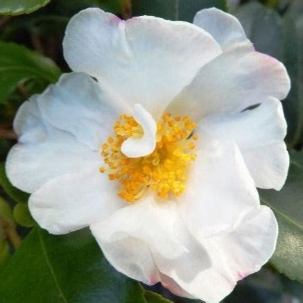 White Camellia | White Camellia Flower - PlantingTree