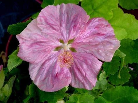 Plantfiles Pictures Abutilon Flowering Maple Bella Select Mix