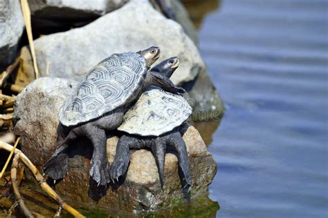 Diamondback Terrapin Laying Eggs Stock Photo - Image of dirt, eggs: 25243740