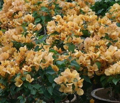 103 Seeds Bougainvillea Spectabilis Willd Bonsai Plant