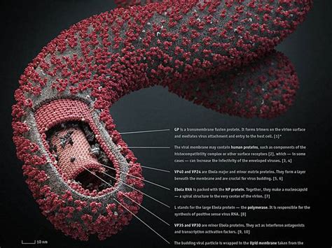 6 things you must know about the Ebola virus (IMPORTANT!!) – BMS ...