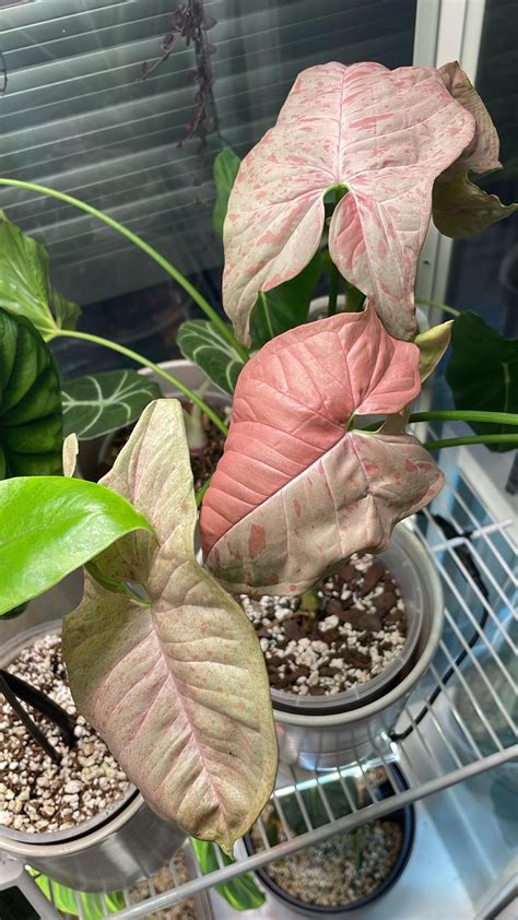 Syngonium Pink Spot Rhouseplants