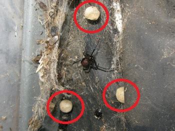 多度津町立多度津幼稚園で「セアカゴケグモ」が発見されました（注意喚起）／多度津町
