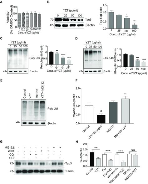 Involvement Of Ups In Yzt Mediated Degradation Of Tau A Viability