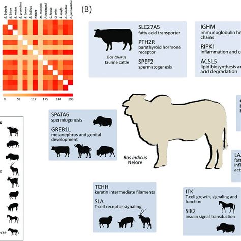 Venn diagram of OGs under positive selection in Bovinae species. Image ...