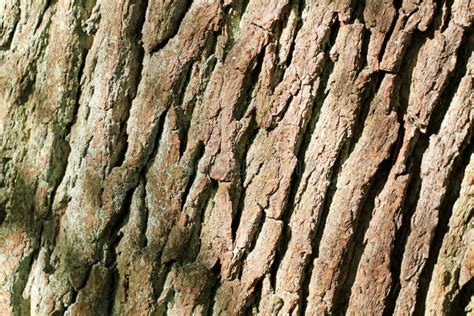 Bark on oak tree stock photo. Image of bark, nature, abstract - 16497312