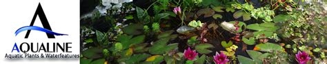 Aquatic Plants « Product Categories « aqualinewaterfeatures.com