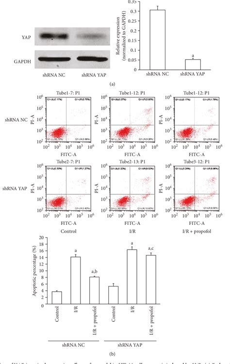 Figure From Propofol Protects Hippocampal Neurons From Hypoxia