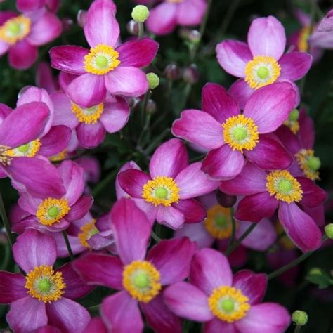 Anemone X Hybrida Pretty Lady Susan A Japonica Pretty Lady Susan