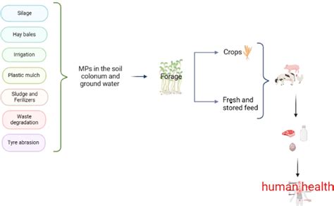 Figure From Impact Of Microplastics And Nanoplastics On Livestock