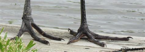 Heron Feet Photograph By Atawhisper Photography Pixels