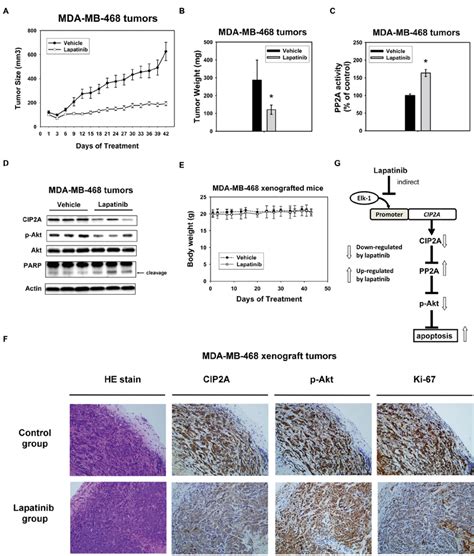 In Vivo Effect Of Lapatinib On Mda Mb Xenograft Nude Mice A