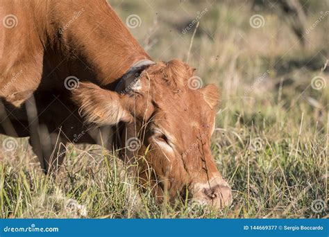 Limousine Cow Grazing in the Mountains Stock Image - Image of ...