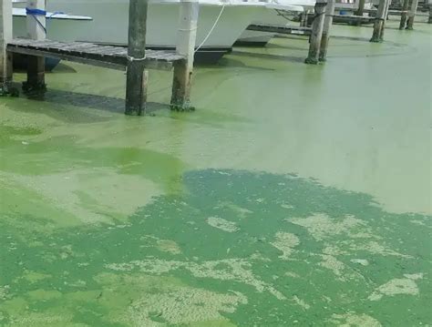 Blue-Green Algae Alert For Dowling And Blanton Lakes In Pasco County