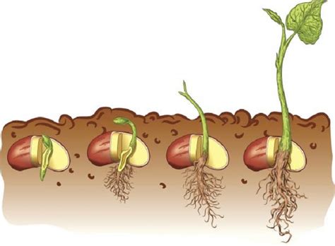 Step By Step Plant Growth