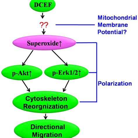 Schematic Diagram Of Superoxide Acting As A Bridge Between The